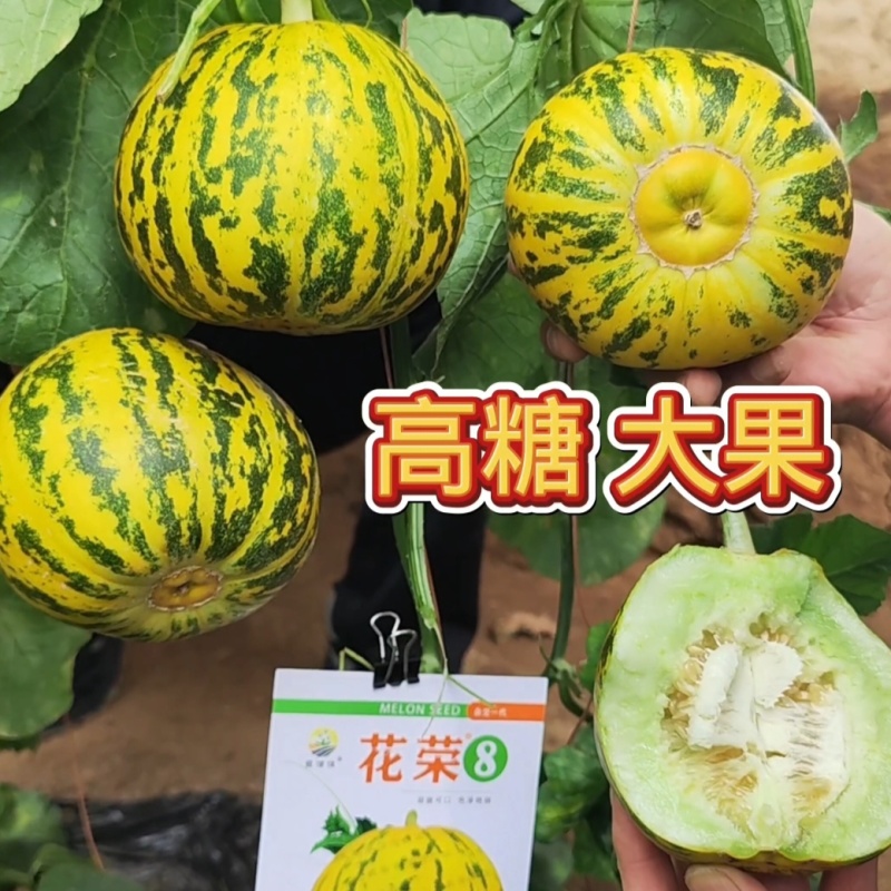 杂交八里香甜瓜种子花荣8甜瓜种籽超甜绿肉高糖香瓜种子金黄