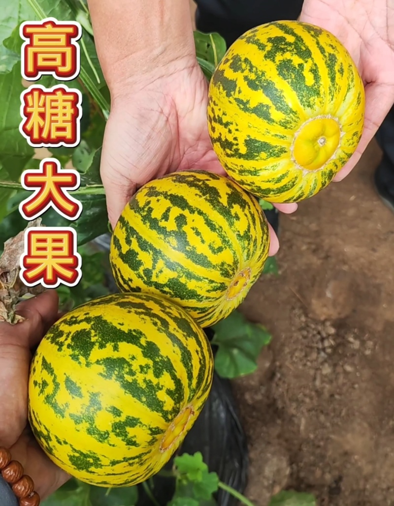 杂交八里香甜瓜种子花荣8甜瓜种籽超甜绿肉高糖香瓜种子金黄