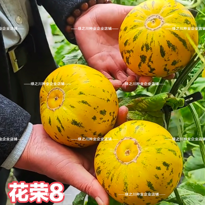 杂交八里香甜瓜种子花荣8甜瓜种籽超甜绿肉高糖香瓜种子金黄