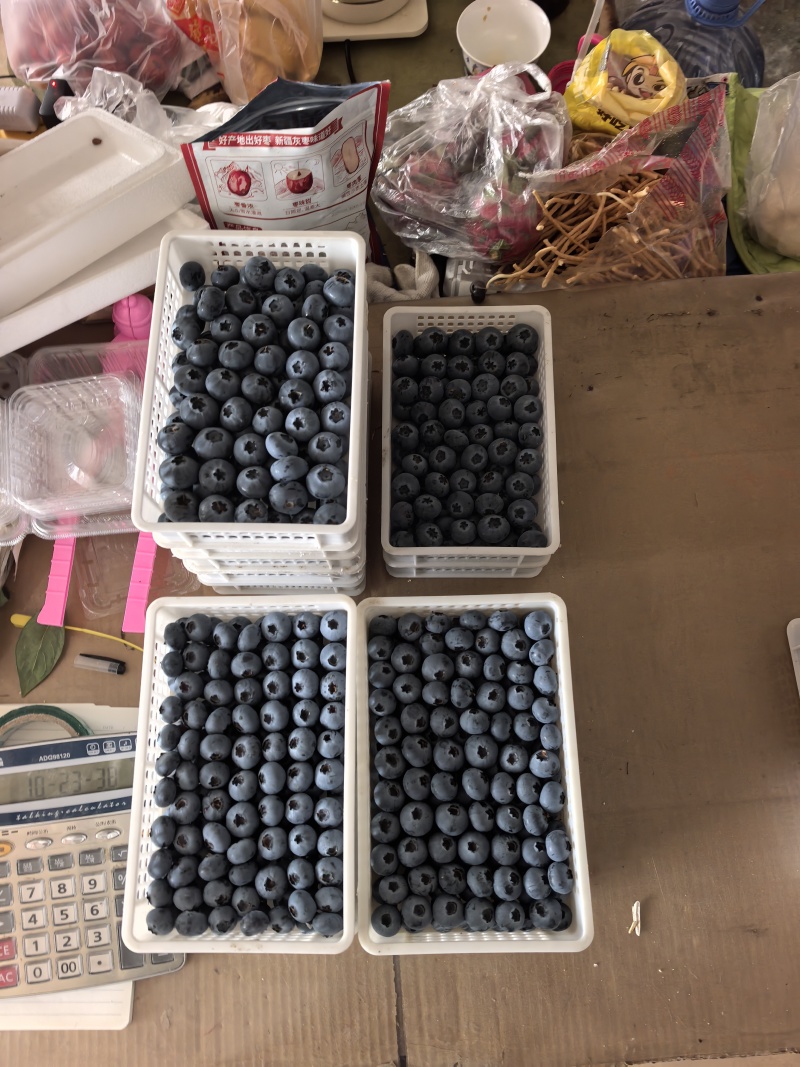 山东L25蓝莓大量有货基地直供品质优量大价优
