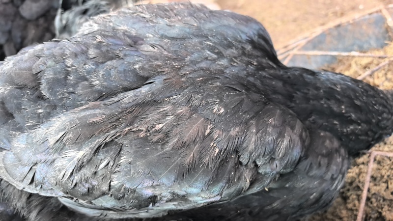乌鸡土鸡