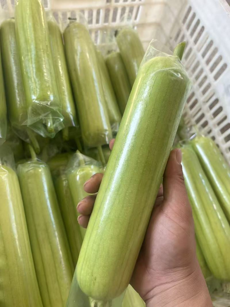 早白玉丝瓜种子正品优质耐热早熟短棒型白绿丝瓜