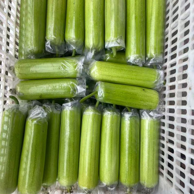 早白玉丝瓜种子正品优质耐热早熟短棒型白绿丝瓜