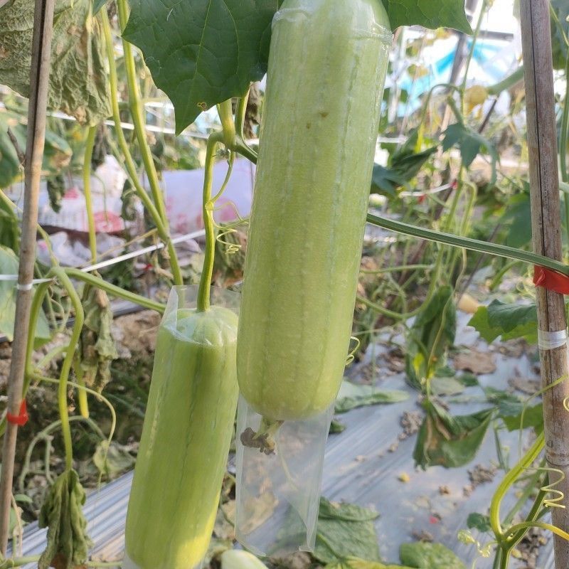 早白玉丝瓜种子正品优质耐热早熟短棒型白绿丝瓜