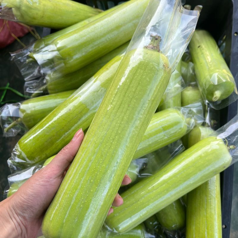 早白玉丝瓜种子正品优质耐热早熟短棒型白绿丝瓜