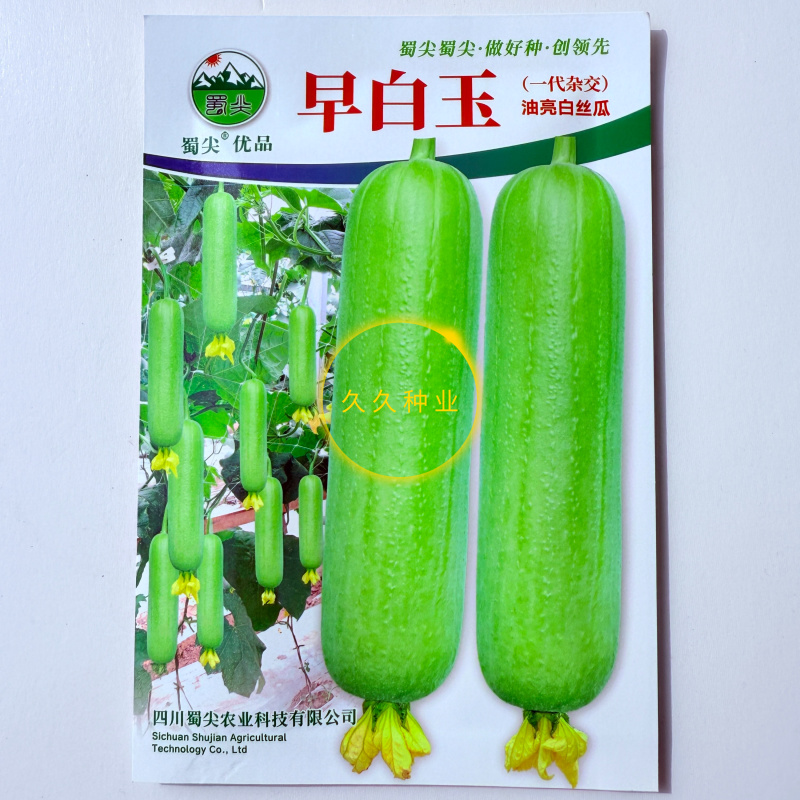 早白玉丝瓜种子正品优质耐热早熟短棒型白绿丝瓜