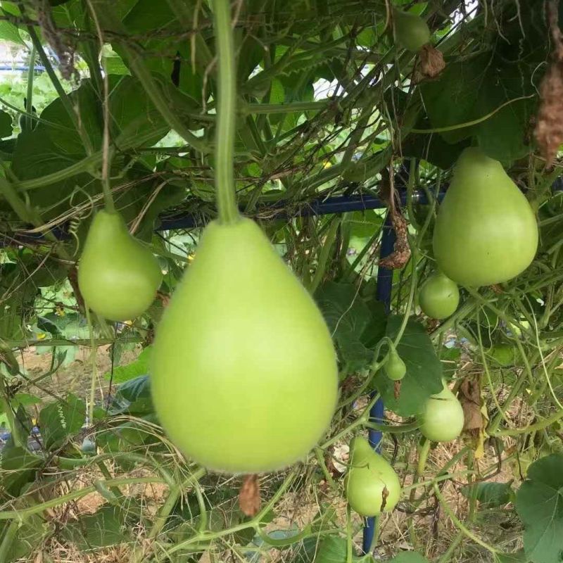 蜀尖香梨清香圆瓠瓜种子中早熟耐热耐寒葫芦瓜种籽