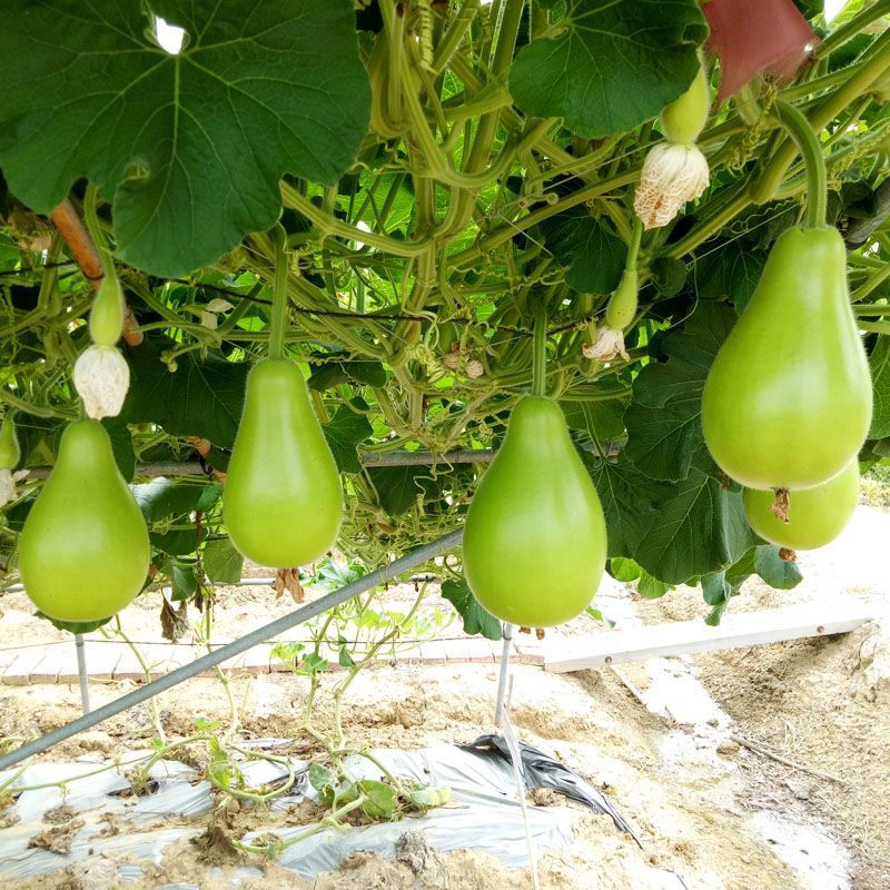 蜀尖香梨清香圆瓠瓜种子中早熟耐热耐寒葫芦瓜种籽