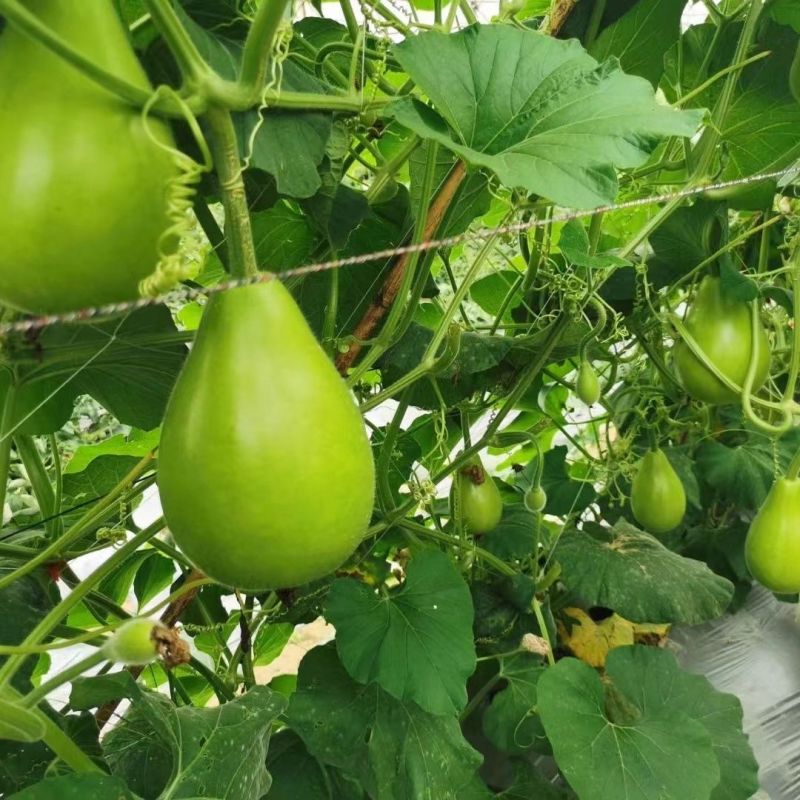 蜀尖香梨清香圆瓠瓜种子中早熟耐热耐寒葫芦瓜种籽