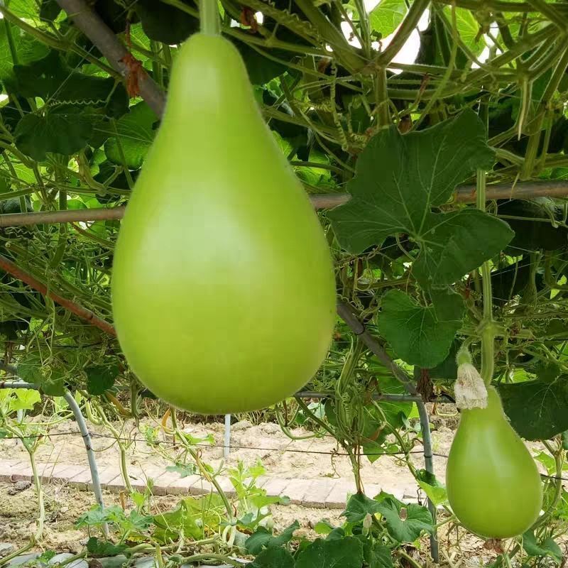 蜀尖香梨清香圆瓠瓜种子中早熟耐热耐寒葫芦瓜种籽