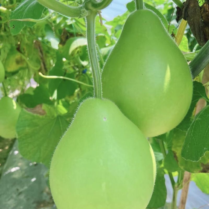 蜀尖香梨清香圆瓠瓜种子中早熟耐热耐寒葫芦瓜种籽