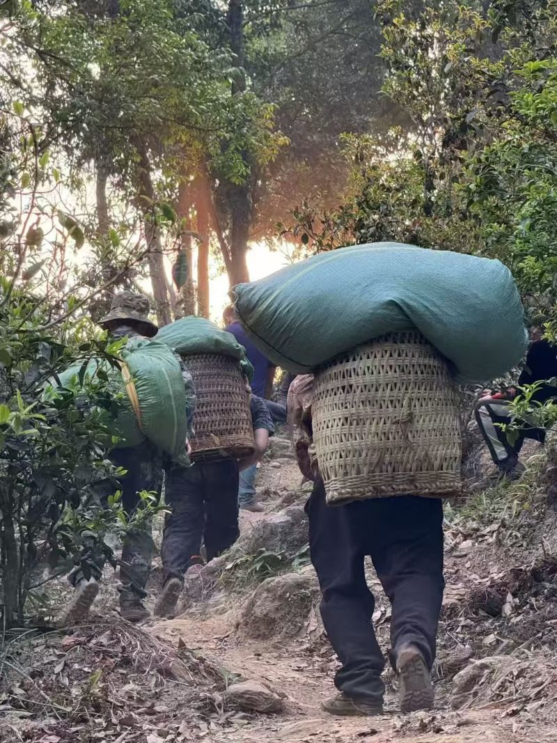 薄荷糖
