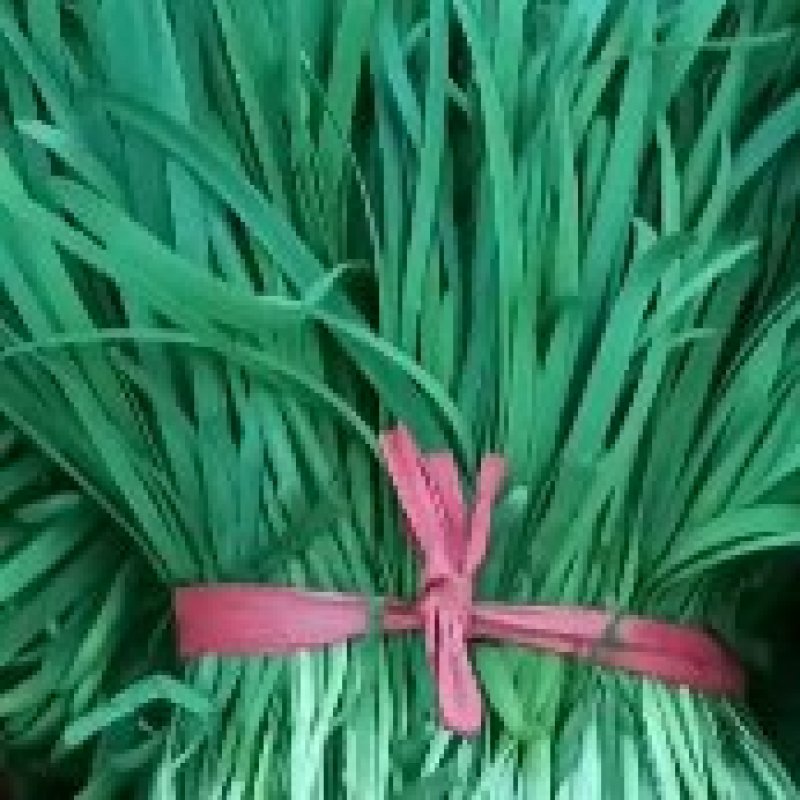 专业韭菜代办