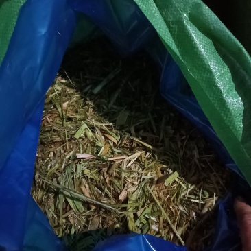 甘蔗尾对接全国市场价格美丽欢迎询价