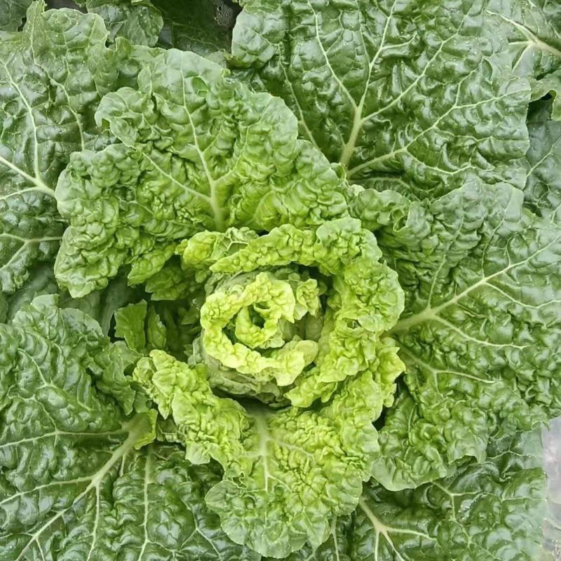麻叶菜毛白菜