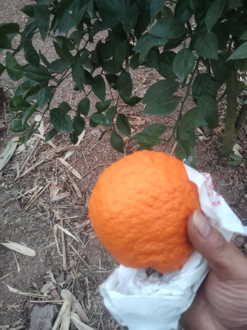 大果次果