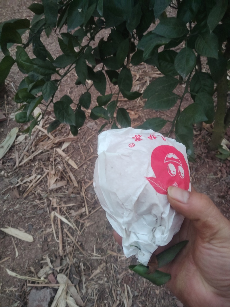大果次果