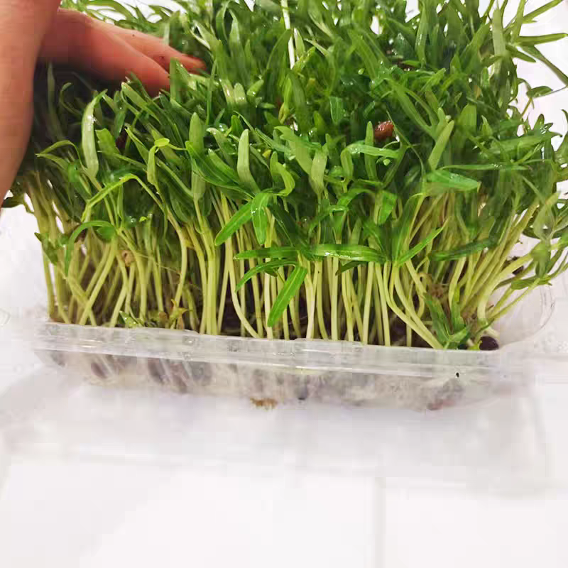 水培空心菜苗