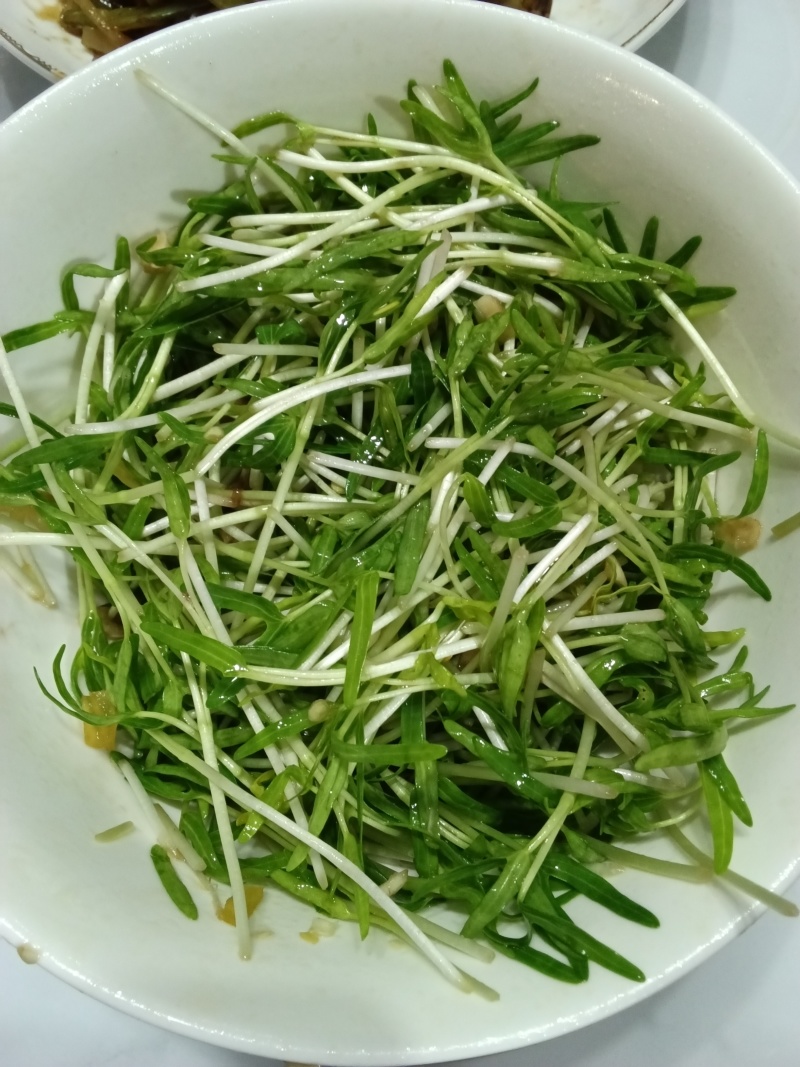 水培空心菜苗