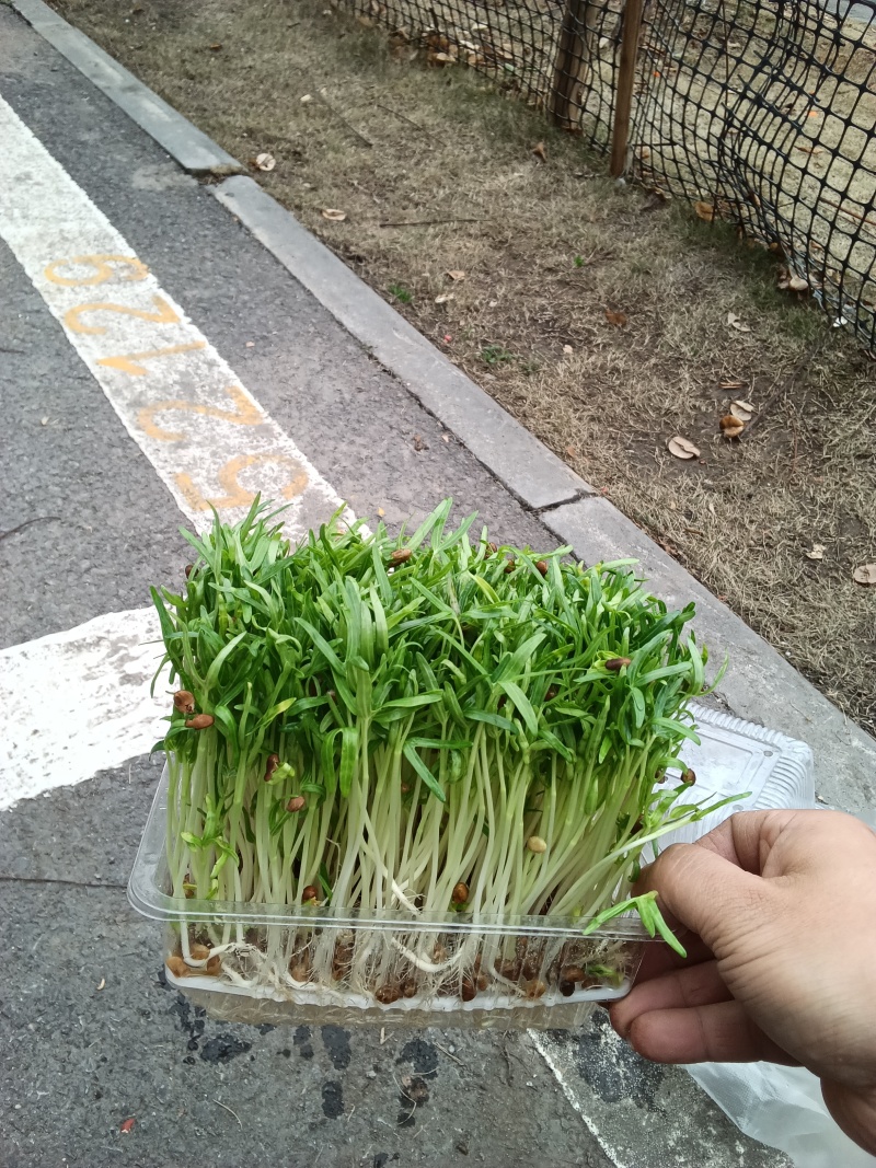 水培空心菜苗