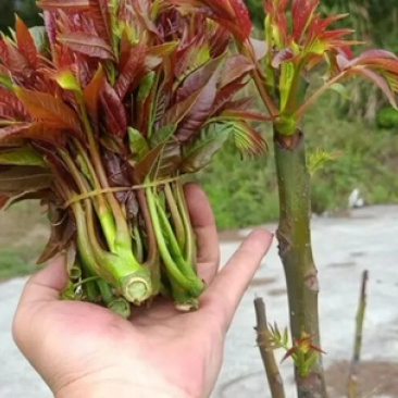 云南四季红油香椿芽