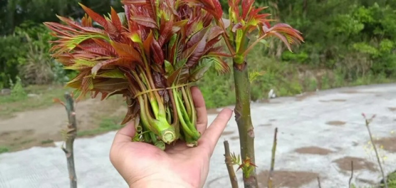 云南四季红油香椿芽