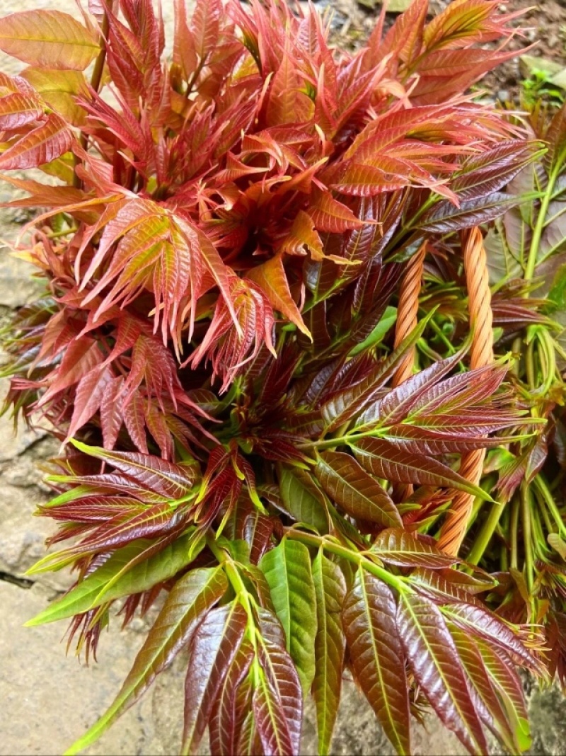 云南四季红油香椿芽