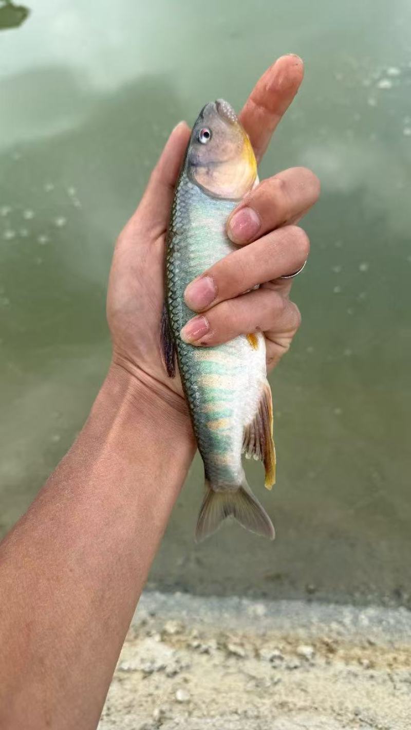 溪流常态流水养殖马口鱼，各种规格可自选
