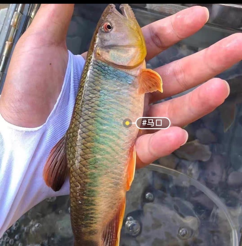 溪流常态流水养殖马口鱼，各种规格可自选