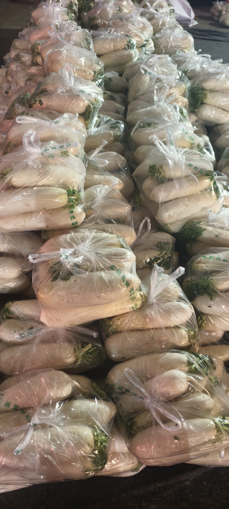 精品白萝卜可供市场食堂商超需要的联系我
