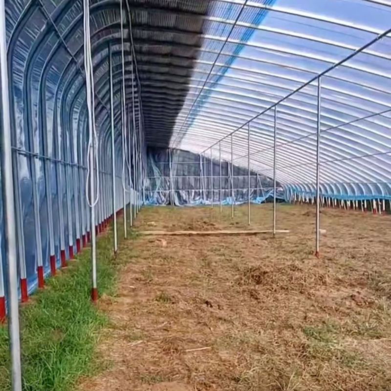 温室蔬菜大棚
