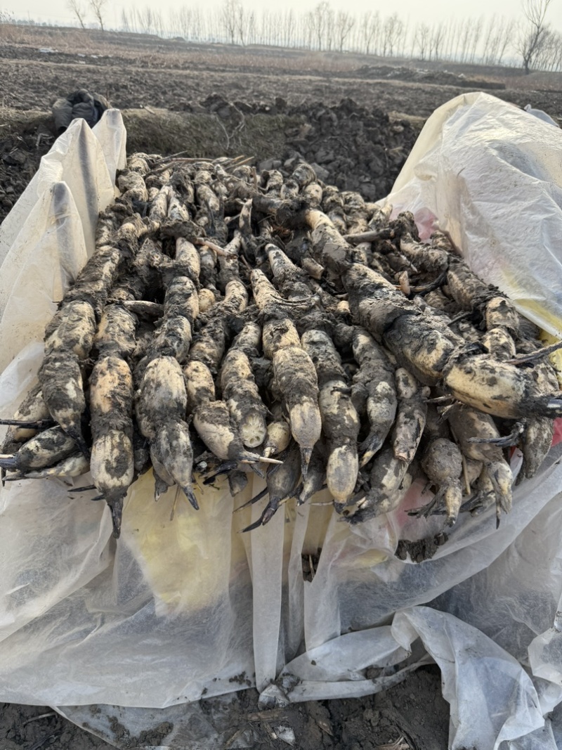 山东省菏泽市曹县万亩荷塘莲藕基地种植示范，莲藕品质优良