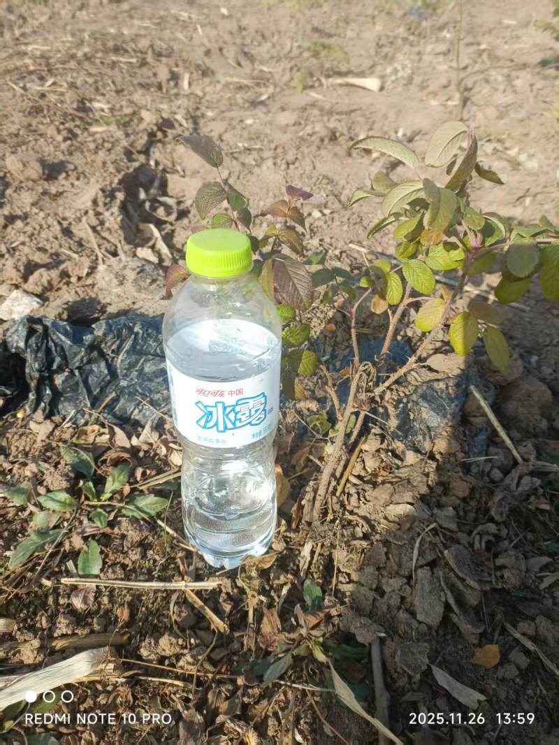 平阴玫瑰苗食用药用玫瑰苗丰花一号重瓣玫瑰苗