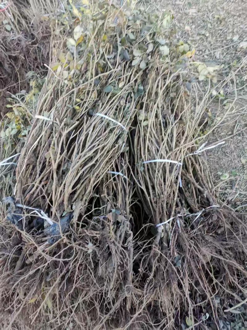 平阴玫瑰苗食用药用玫瑰苗丰花一号重瓣玫瑰苗