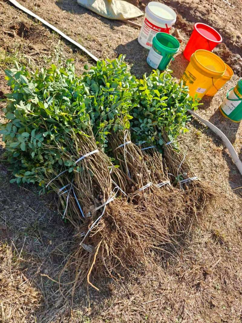 平阴玫瑰苗食用药用玫瑰苗丰花一号重瓣玫瑰苗