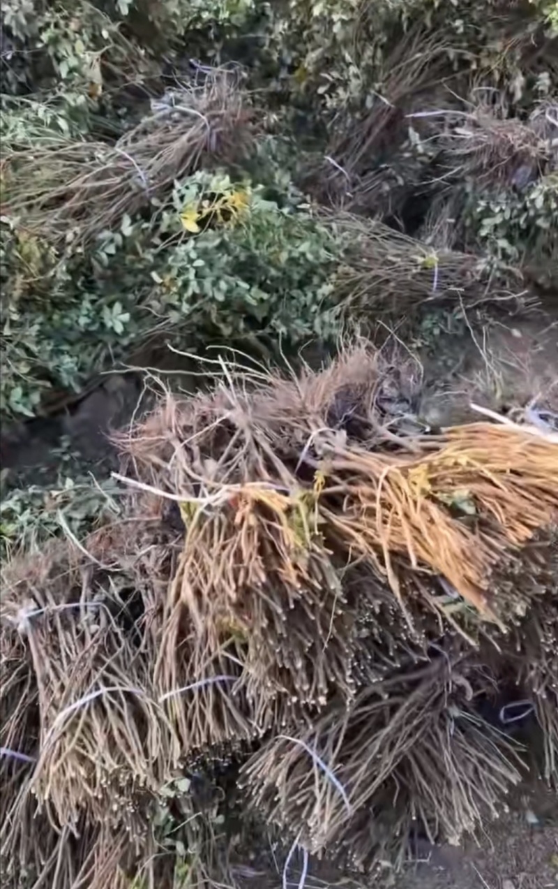 平阴玫瑰苗食用药用玫瑰苗丰花一号重瓣玫瑰苗