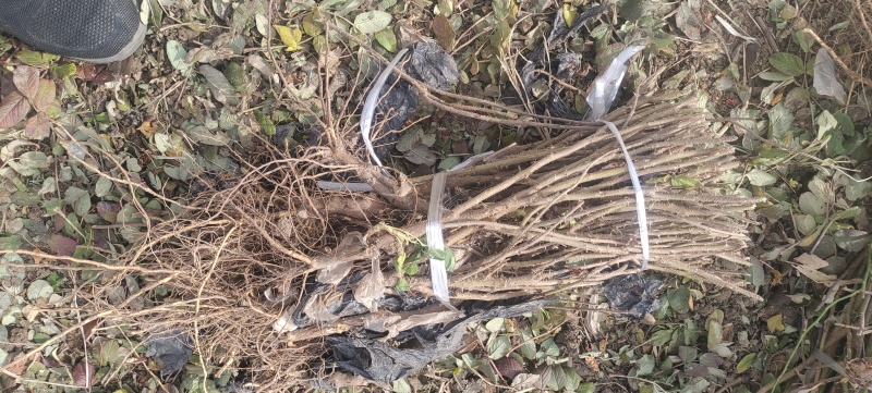 平阴玫瑰苗食用药用玫瑰苗丰花一号重瓣玫瑰苗