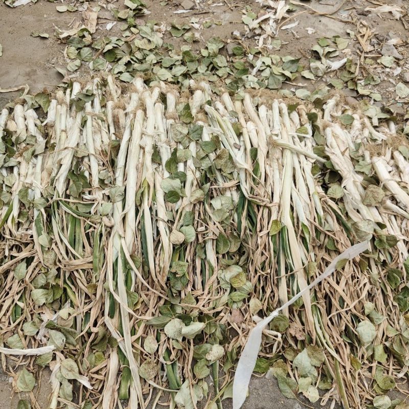 干葱大量上市，全国发货，欢迎进店沟通。