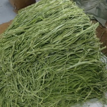 贡菜安徽涡阳