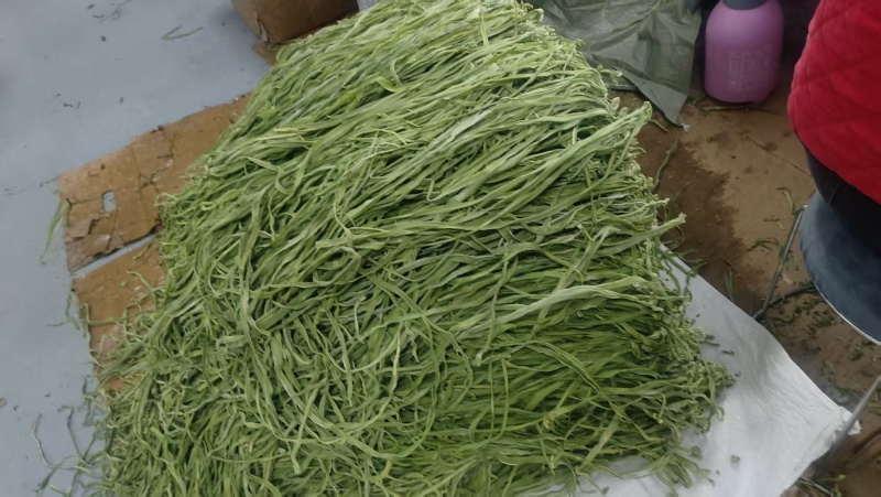 贡菜安徽涡阳