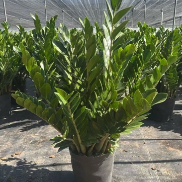 【规格25】金钱树雪铁芋室内办公绿植盆栽花卉净化空气