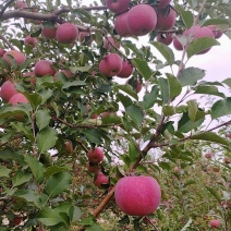 阳光果