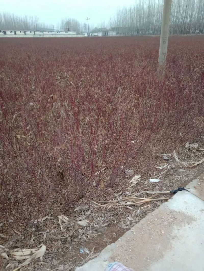 平阴玫瑰苗丰花二号玫瑰苗四季玫瑰苗冷香玫瑰苗中天玫瑰苗
