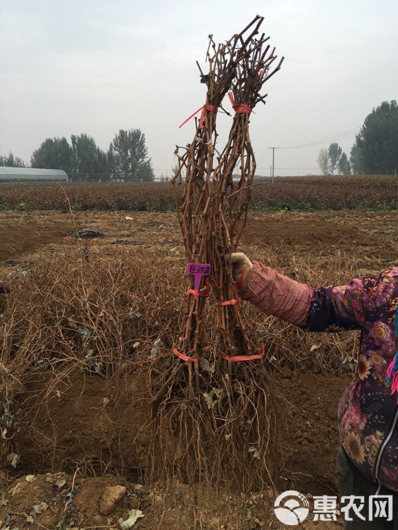 平阴玫瑰苗丰花二号玫瑰苗四季玫瑰苗冷香玫瑰苗中天玫瑰苗