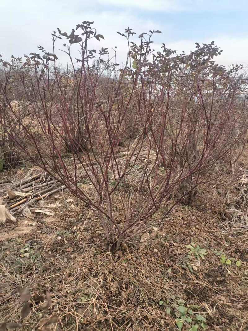 平阴玫瑰苗丰花二号玫瑰苗四季玫瑰苗冷香玫瑰苗中天玫瑰苗