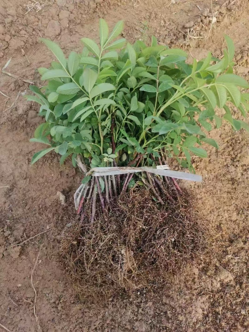 平阴玫瑰苗丰花二号玫瑰苗四季玫瑰苗冷香玫瑰苗中天玫瑰苗
