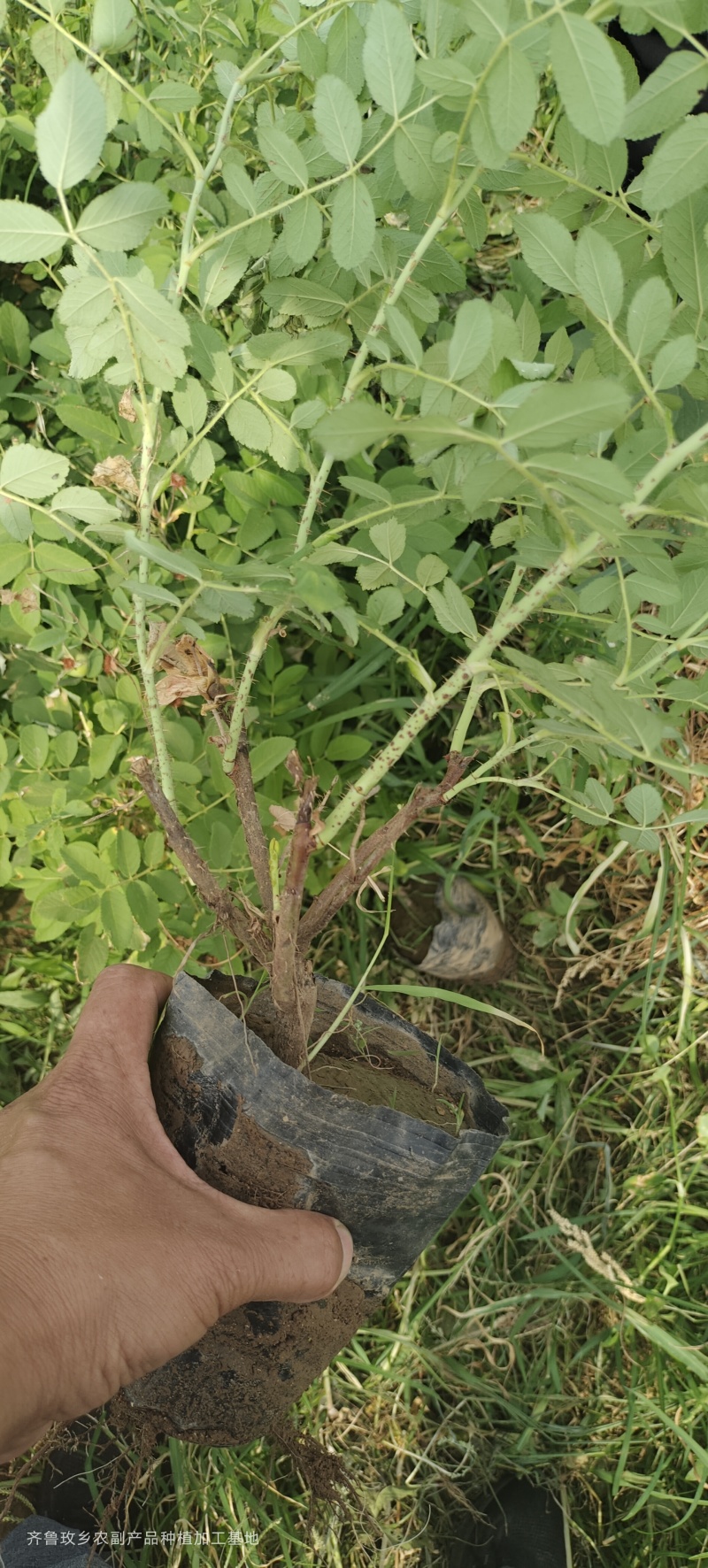 平阴玫瑰苗丰花二号玫瑰苗四季玫瑰苗冷香玫瑰苗中天玫瑰苗
