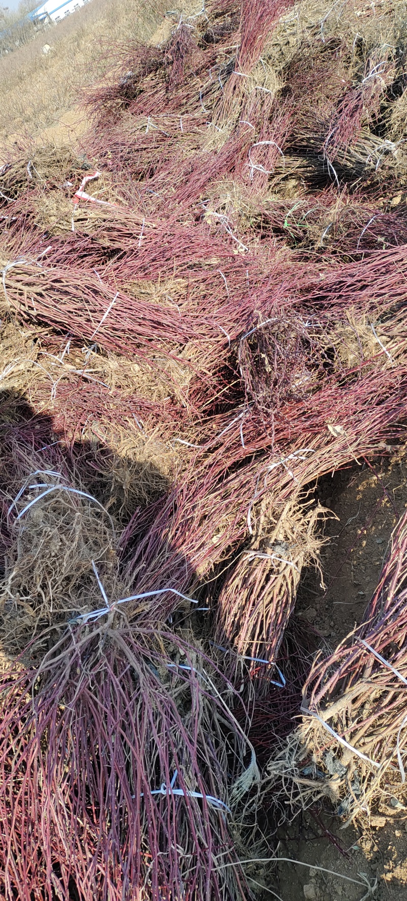 平阴玫瑰苗丰花二号玫瑰苗四季玫瑰苗冷香玫瑰苗中天玫瑰苗