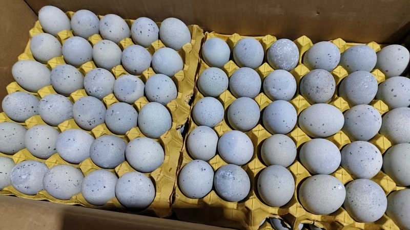 皮蛋松花蛋口感优品质优可对接商超市场可一件批发欢迎咨询
