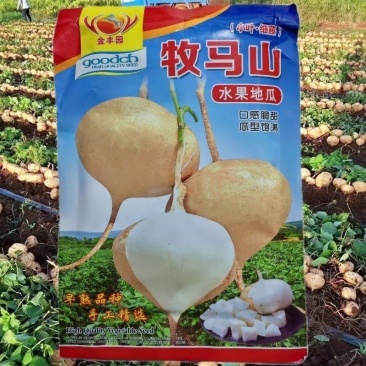 牧马山地瓜种子早熟高产杂交水果地瓜种子甜脆沙葛凉薯种子